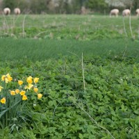 Daffodil